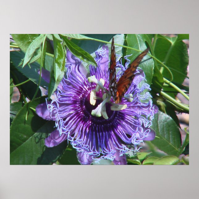 Poster Fleur de passion et papillon (Devant)