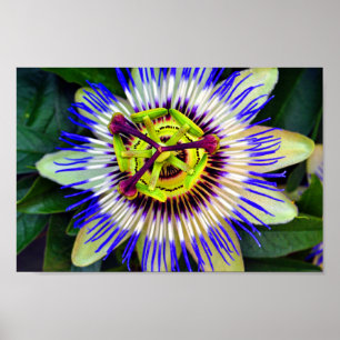 Poster Fleur de passion Plante de fleurs d'été