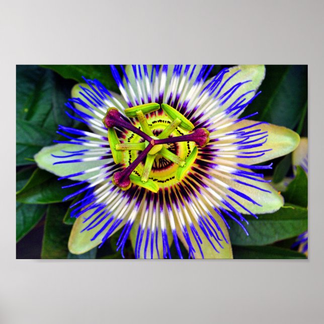 Poster Fleur de passion Plante de fleurs d'été (Devant)