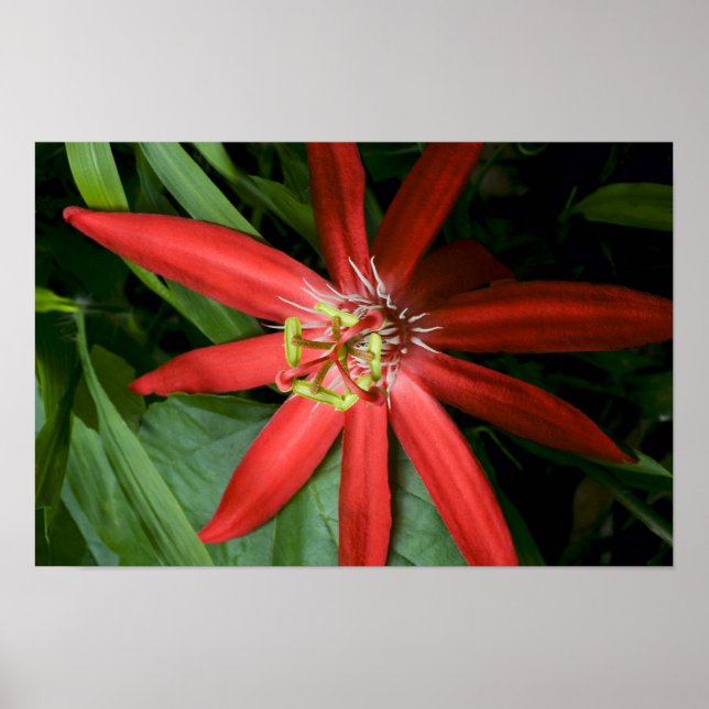 Poster Fleur de passion rouge en pleine floraison (Devant)