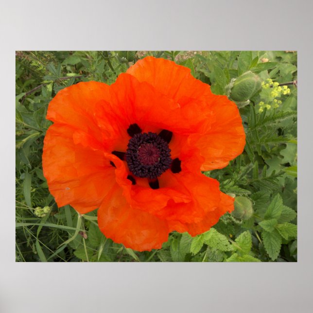 Poster Fleur de pavot (Devant)