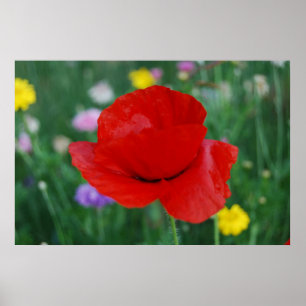 Poster Fleur de pavot et signification