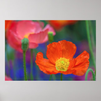 Poster Fleur de pavot orange vibrant