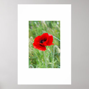 Poster Fleur de pavot rouge