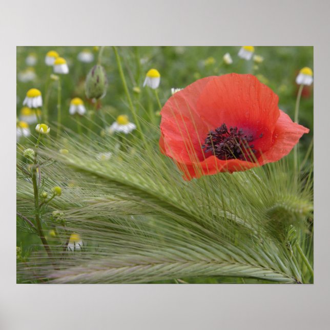 Poster Fleur de pavot rouge, Toscane, Italie (Devant)