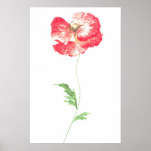 Poster Fleur de pavot sauvage