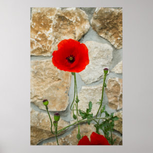 Poster Fleur de pavot simple et mur de pierre derrière