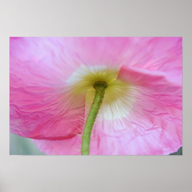 Poster Fleur de pavot sous les pétales Photographie Art I (Devant)