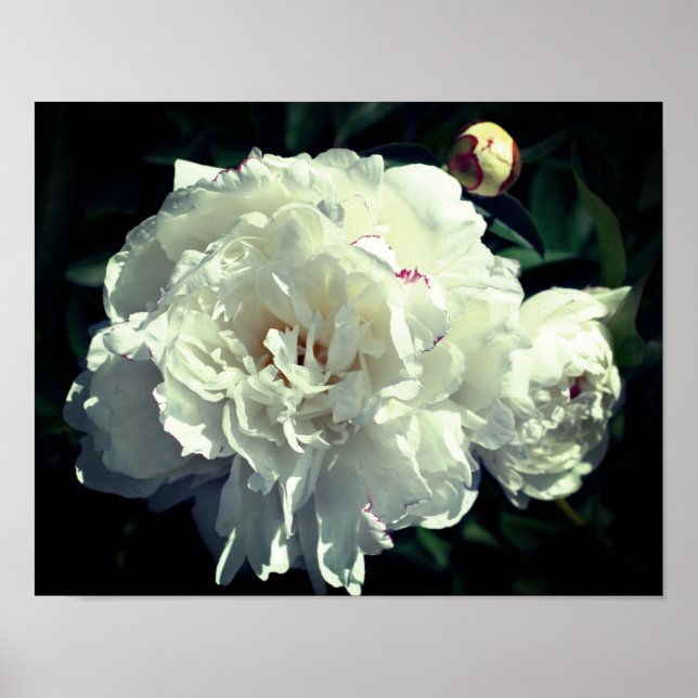 Poster Fleur De Peine Blanche En Étapes De Fleur (Devant)