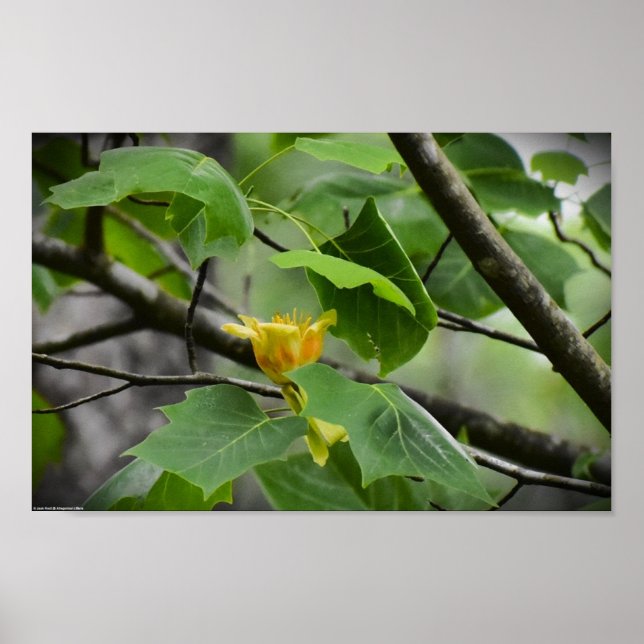 Poster Fleur de peuplier tulipe, (Devant)