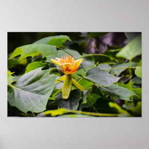 Poster Fleur de peuplier tulipe,