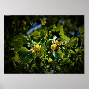 Poster Fleur de peuplier tulipe,