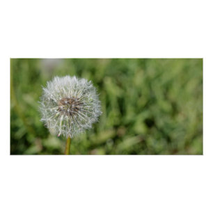 Poster Fleur de pissenlit blanc sur herbe verte