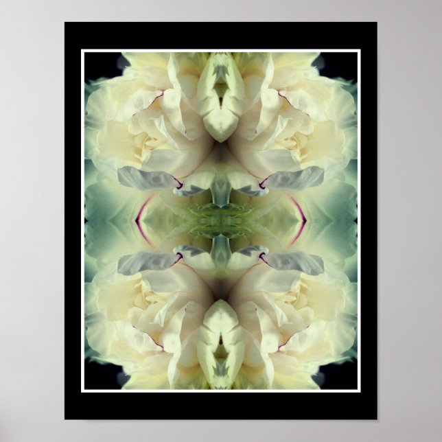Poster Fleur de pivoine blanche en fleur gros vers le hau (Devant)
