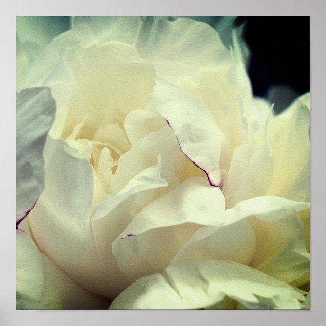 Poster Fleur de pivoine blanche en fleurs gros (Devant)