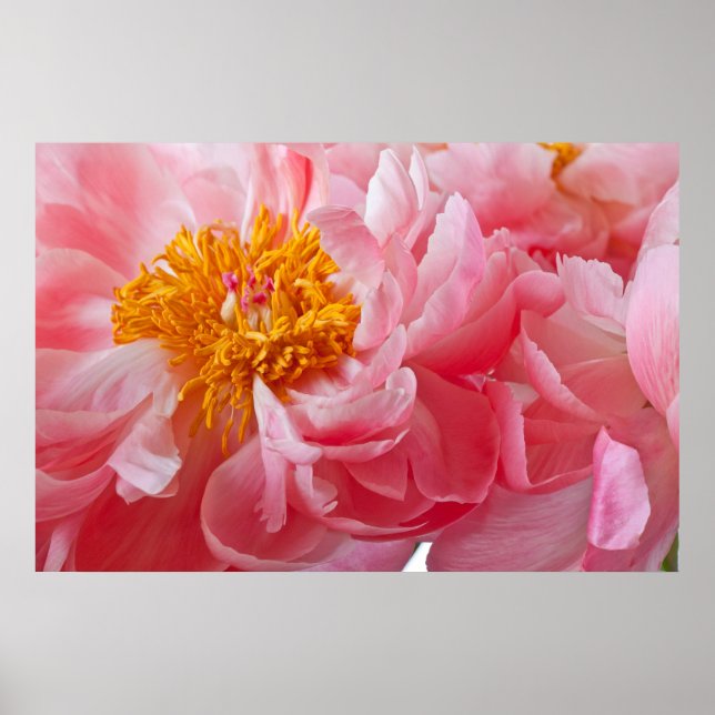 Poster Fleur de pivoine rose de printemps - Modèle de piv (Devant)