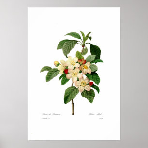Poster Fleur de pomme