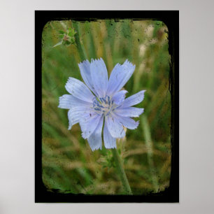 Poster Fleur de poulet
