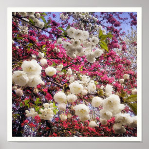 Poster Fleur de printemps blanche et rose au Pays de Gall