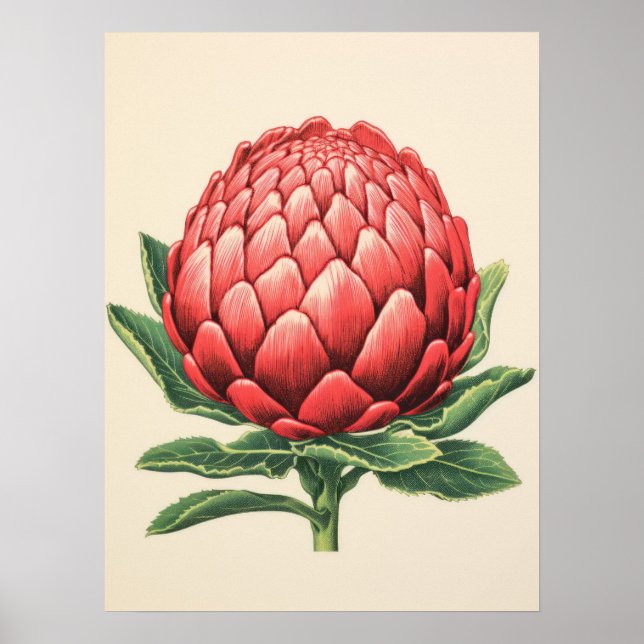Poster Fleur de Protea rouge rayante (Devant)