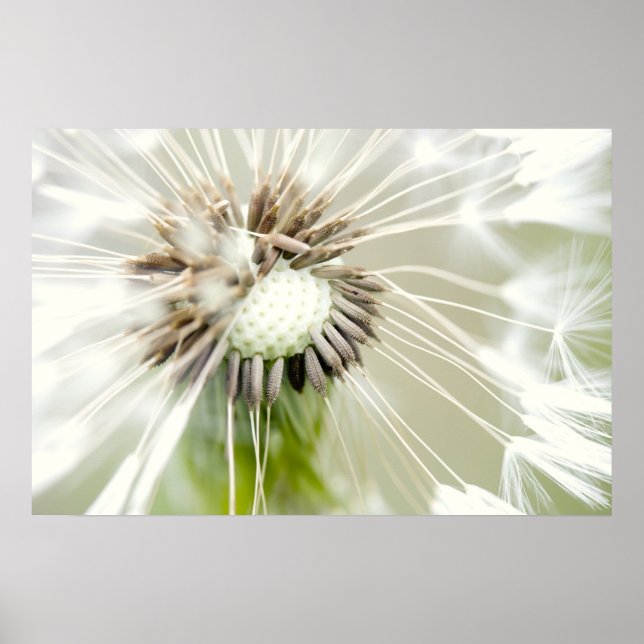 Poster Fleur de pustère (Devant)