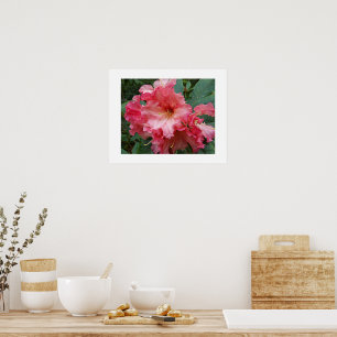 Poster Fleur de Rhododendron rose Photographie
