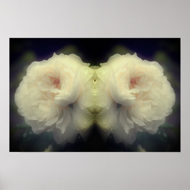 Poster Fleur de rose blanche dans le miroir en fleurs com (Devant)