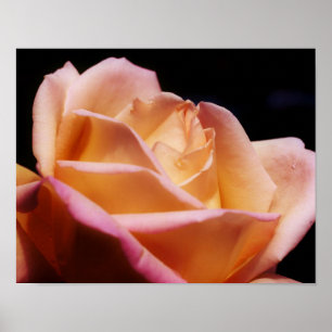 Poster Fleur de rose jaune teint