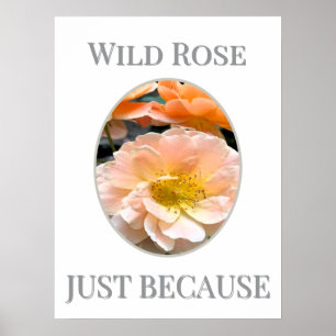 Poster Fleur de rose sauvage