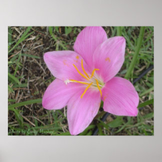 Poster Fleur de Sainte-Croix