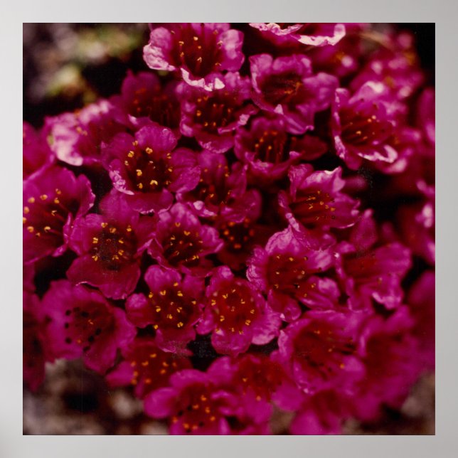 Poster Fleur de saxifrage pourpre Arctique Oliktok Alaska (Devant)