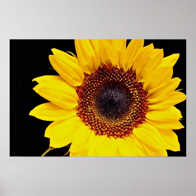 Poster Fleur de soleil jaune (Devant)
