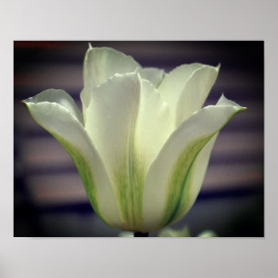 Poster Fleur de tulipe à rayures vertes