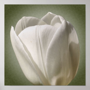 Poster Fleur de tulipe blanche unique