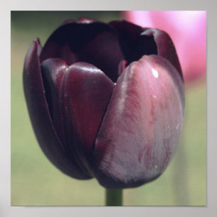 Poster Fleur de tulipe pourpre foncé