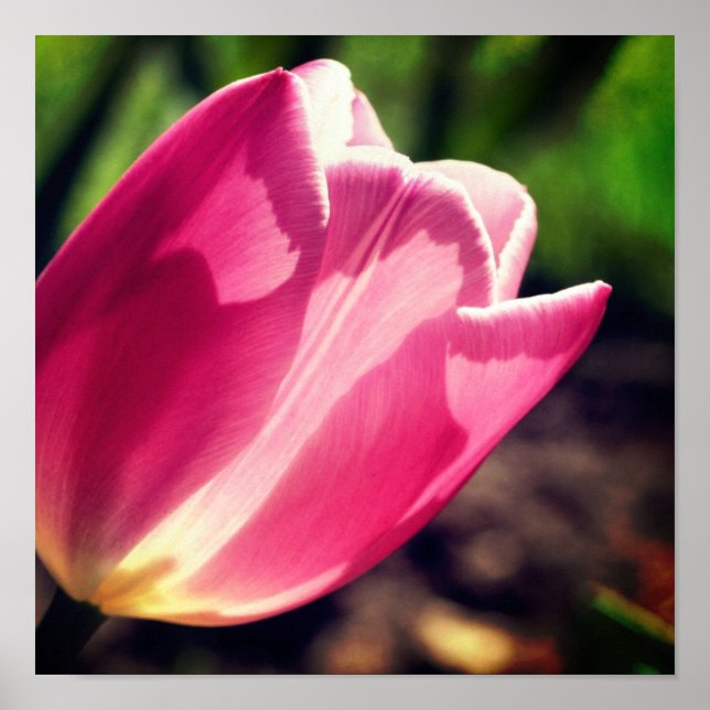 Poster Fleur De Tulipe Rose Au Soleil (Devant)