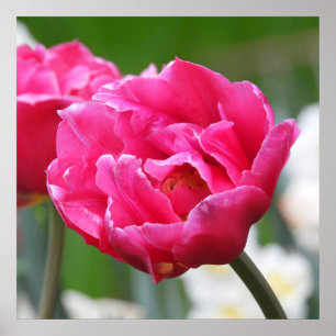 Poster Fleur de Tulipe rose vif