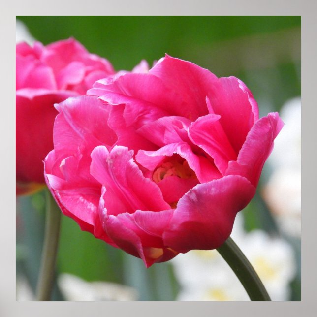 Poster Fleur de Tulipe rose vif (Devant)