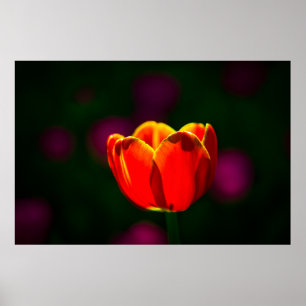 Poster Fleur de tulipe rouge
