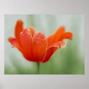 Poster Fleur de Tulipe Rouge en Gros Plan Photographie de