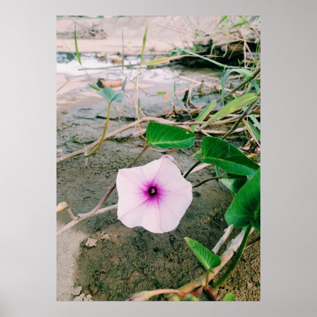 Poster Fleur D'Épinards Dans Le Barrage (Devant)