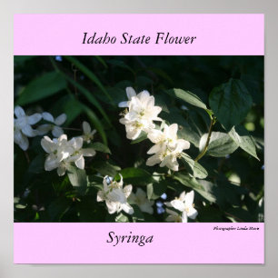 Poster Fleur d'état de l'Idaho, le Syringa