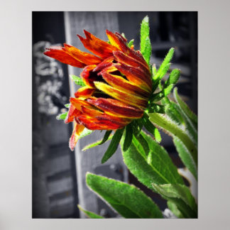 Poster Fleur d'été