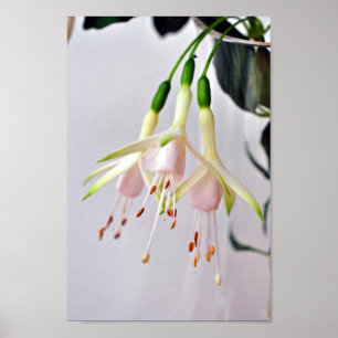Poster Fleur d'été Fuchsia Hawkshead blanc