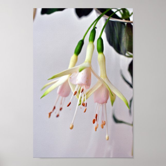 Poster Fleur d'été Fuchsia Hawkshead blanc (Devant)