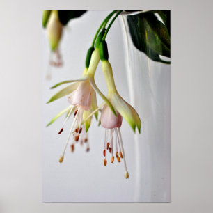 Poster Fleur d'été Fuchsia Hawkshead blanc