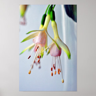 Poster Fleur d'été Fuchsia Hawkshead blanc