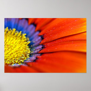 Poster Fleur d'été Orange Gazania