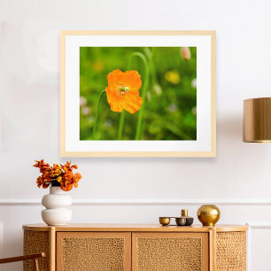 Poster Fleur d'été Orange Poppy en Fleur sur Fond Vert Ph