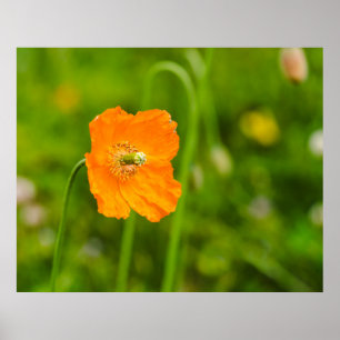 Poster Fleur d'été Orange Poppy en Fleur sur Fond Vert Ph